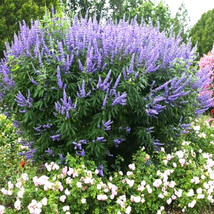 25 Lilac Chaste Tree Seeds - Vitex Agnus-Castus Garden USA SELLER - £8.49 GBP