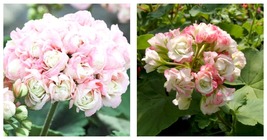 40 Pcs Geranium Bonsai Apple Blossom Rosebud Pelargonium Hortorum Perennial - £17.68 GBP