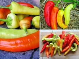 100+Sweet BANANA PEPPER Vegetable Garden Container Hungarian Seeds Easy - £10.39 GBP
