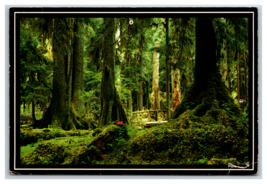 Olympic Rain Forest in Washington State Hemlock Spruce Trees Postcard Unposted - £3.84 GBP