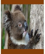 Koala Bear  nature wall hanging 8x10 decorations picture living room bed... - €9,80 EUR