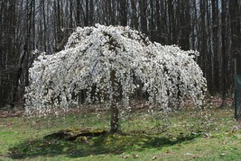 5 Weeping White Cherry Tree Flower Seeds #STL17 - £14.37 GBP