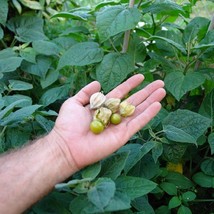 USA Seller Giant Cape Gooseberry Seeds Physalis Peruviana 30 Seeds Free Shipping - £18.72 GBP