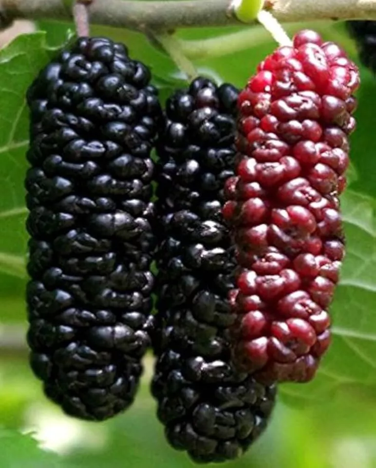 PSStore 20 Illinois Everbearing Mulberry Get Fruit Right Away Plant Seed... - $11.67