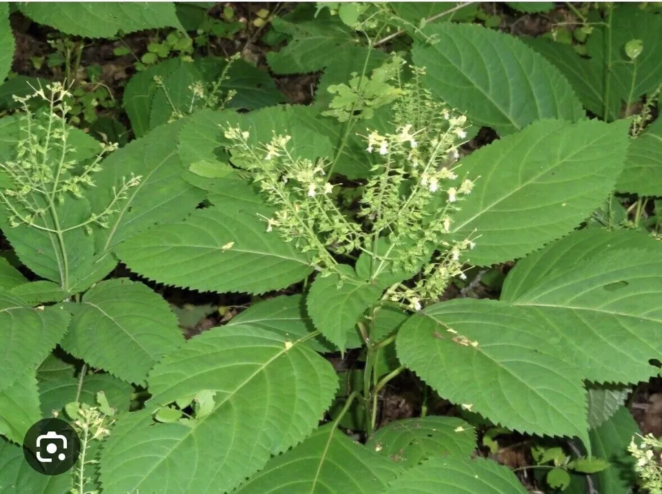 5 Stone Root Plant Bare Root Canadensis Collinsonia Wildflower Herb Pere... - $27.00