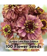 100 Queen Lime Red Zinnia Seeds | Unique Bi-Color Blooms | Easy to Grow,... - $16.27 CAD