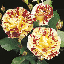 SR12Store George Burns Rose Seeds 10 Count US Product - £6.44 GBP