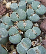 LITHOPS SALICOLA rare exotic living stones ice plant succulent seed 100 seeds - $18.99