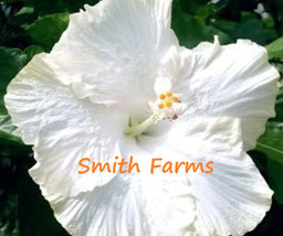 AD 25 Seeds Snow White Hibiscus Flowers Home Garden - $249.91 MXN