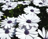 Sale 50 Seeds White African Cape Daisy Dimorphotheca Sinuata Flower  USA - $9.90