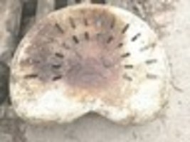 Item image 13