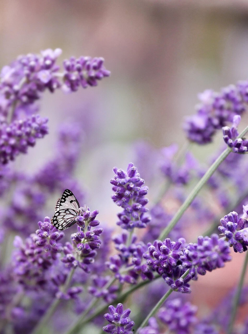 1200+ LAVENDER VERA SEEDS, MOSQUITO INSECT REPELLENT, PERENNIAL FLOWER - $12.72