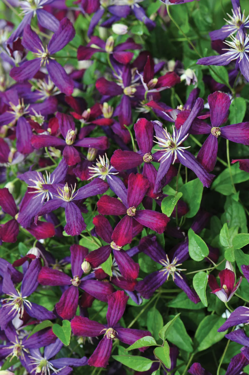 4&quot; Pot Fragrant Live Plant Sweet Summer Love Clematis Long Blooming Garden - $59.80