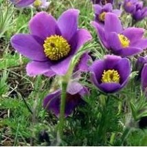 Heirloom &#39;Zi Die Ying Feng&#39; Dark Purple with Black Spot Peony Flower 5 S... - $10.75
