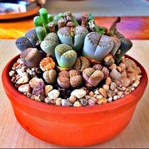 RARE Lithops MIX succulent cactus EXOTIC living stones desert rock seed 50 SEEDS - £6.40 GBP