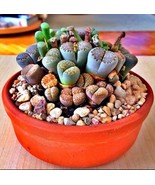 RARE Lithops MIX succulent cactus EXOTIC living stones desert rock seed 50 SEEDS - $8.02