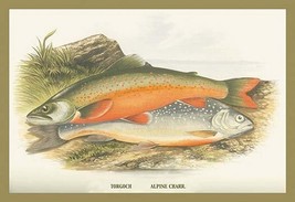 Torgoch and Alpine Charr. by A.F. Lydon - Art Print - £17.72 GBP+