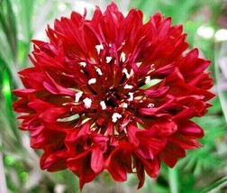 BPA 500 Seeds Red Cornflower Seeds Bachelor Button Cut Dried Flowers Garden Cont - £7.18 GBP