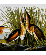 1979 Least Bittern Color Plate Print Audubon Birds Of America Vintage Ar... - $29.99