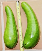 FROM US LIVE FRUIT TREE 12&quot;-24&quot; GRAFTED AVOCADO WILSON POPENOE LONG NECK... - £100.47 GBP
