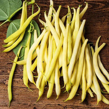 25 SEEDS BEAN BUSH GOLDEN WAX BOOST YOUR GARDEN&#39;S PRODUCTIVITY WITH SUPE... - $15.49