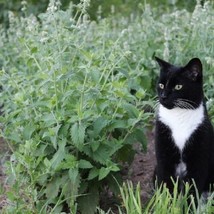 THJAR Catnip Seeds Perennial Herb Cat Lovers Happy Kitty Cat Non-Gmo 500 Seeds! - £3.07 GBP