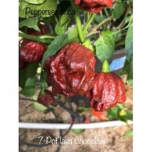 HS  25 Seeds  Lava Chocolate Pepper   Garden  HSalthy Planting - £3.43 GBP