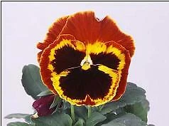 Item image 1 image 1