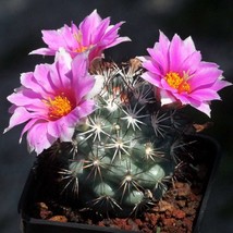 Exotic Mammillaria Schumannii Seeds (10) - Grow Your Own Cactus Garden, Unique H - £6.02 GBP