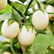 Lao White Eggplant - 200 Seeds - $6.54