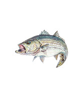 Striper Bass Fish Vinyl High Quality Graphic Decal Car Boat Cup Laptop C... - $132.10 MXN+