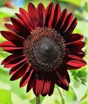 10 Sunflower Seeds Chocolate Cherry Seeds Garden Usa Shipping - £6.33 GBP