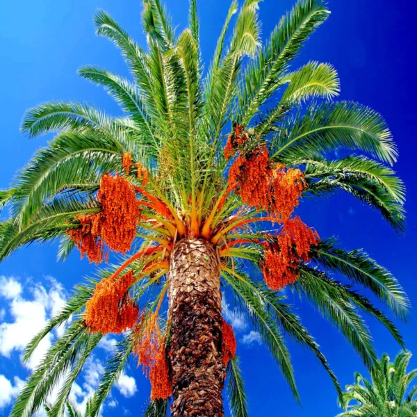 10 Date Palm Tree Seeds (Phoenix Dactylifera) Edible Fruit Plant Hardy T... - $18.90