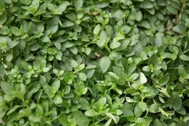 100 % Organic Oregano Herb Plant Seeds- 400  Count  / Grown in USA - $20.00