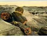 Petrified Logs Petrified Forest Hand Colored Postcard 1936 Holbrook Arizona - $11.88