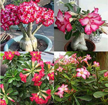 5Seeds Pink Adenium Obesum Seeds Desert Rose Bonsai Tree Flower Plants Gardening - $10.91