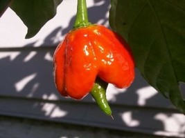 Pepper Butch Scorpion Chile Outrageously Hot From Green To Orange To Red 10 Seed - £11.90 GBP