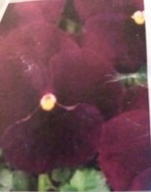 Pansy Swiss Giant Bergwacht Flower Seeds - $8.99