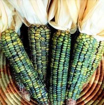90 Pcs Oaxacan Green Dent Ornamental Corn Seeds #MNTS - £15.50 GBP
