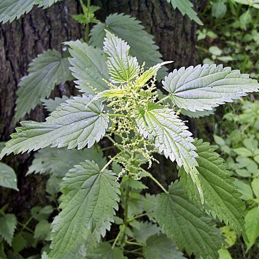 Stinging Nettle S Fresh Gardening - $12.24