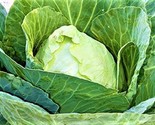 Early Jersey Wakefield Cabbage Seeds 300 Seeds Non-Gmo Fast Shipping - $7.99