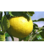 5 Pc Seeds Shatkora Fruit Tree Plant, Citrus Macroptera Seeds for Planti... - £14.97 GBP