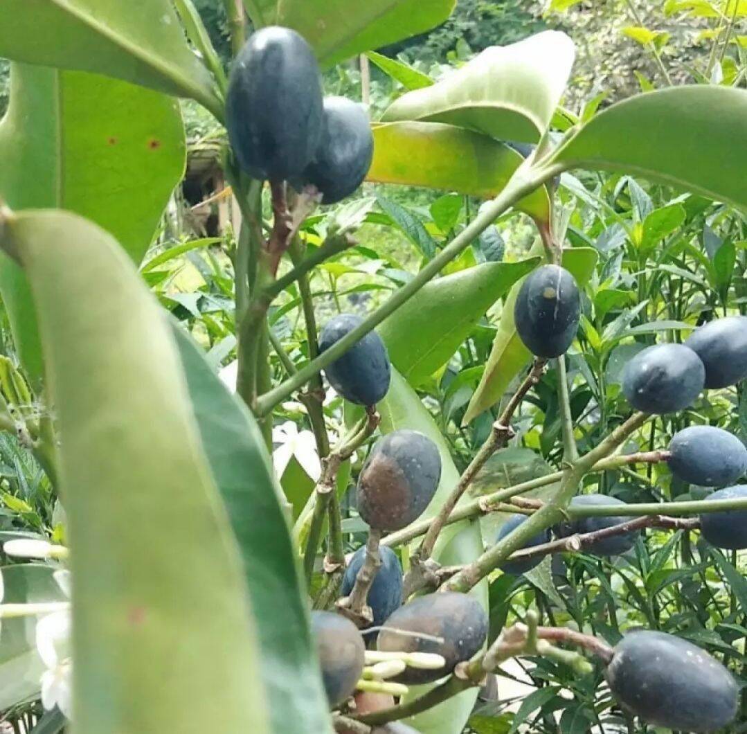 Pronojiwo Pranajiwa - Kopsia arborea / Euchresta horsfieldii (Dried),80 ... - $15.60