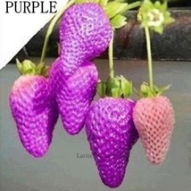 Fresh Purple Strawberry Easily Grow In Garden Potting 100 Seeds #Lt700 - $9.44