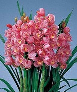 Chinese Cymbidium Orchid Flower Seeds 150 Seeds Fresh Fast Shipping - $12.36