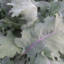 Organic Red Russian Kale New Fresh Seeds - $9.00