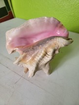 Aliger Gigas Pink Queen Conch Seashell 8.5&quot; Beach Sea Ocean Shell Decor  - $201.88