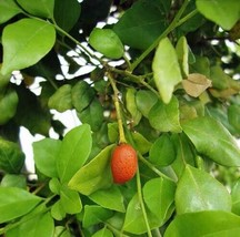 Best Murraya Paniculata Tall Variety | Orange Jasmine | 10 Seeds - £16.15 GBP