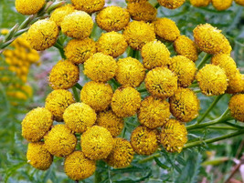 100 Seeds YELLOW TANSY Double Golden Buttons Fern Leaf Tanacetum Vulgare Flower - £13.41 GBP