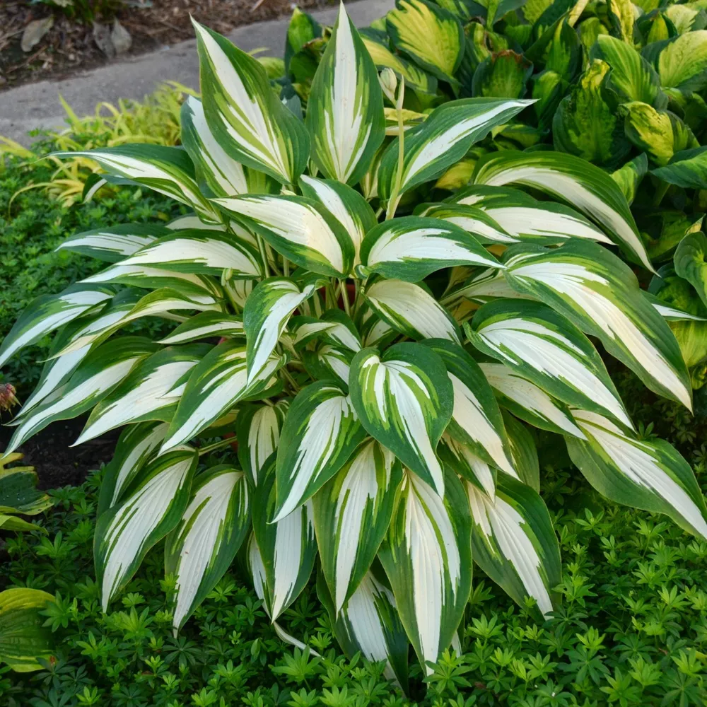 Hosta Cool As A Cucumber 5.25 Inch Pot Well Rooted Colorful - $35.45